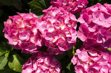 Yağmur damlaları ile pembe ortanca çiçek