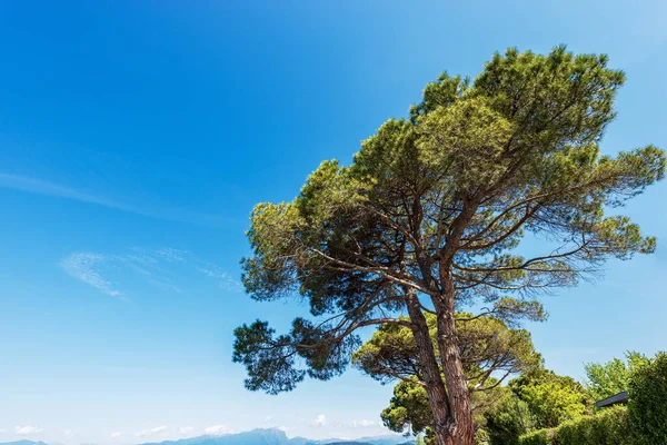 Close Group Maritime Pines Clear Blue Sky Coast Lake Garda — Stock Photo, Image