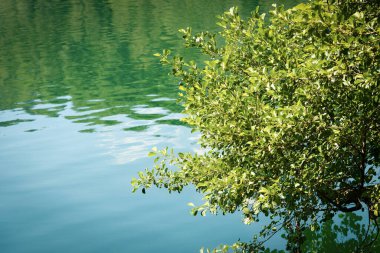 Suyun yüzeyinde yemyeşil yaprakları olan bir ağaca yakın çekim. Lago di Levico, İtalyan Alplerinde küçük bir göl. Levico Terme kasabası, Trentino Alto Adige, İtalya, Avrupa.