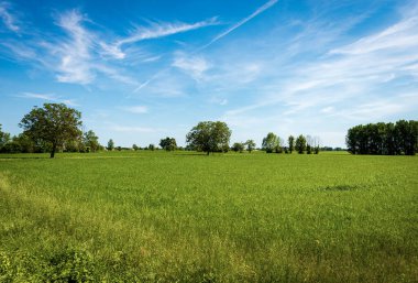 Baharda yeşil buğday tarlaları olan kırsal alan, Padan Plain veya Po Valley (Pianura Padana, İtalyan). Mantua ili, Lombardiya, İtalya, Güney Avrupa.