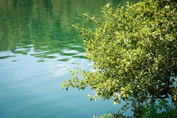 Zbliżenie Drzewa Bujną Zielenią Liści Nad Powierzchnią Wody Lago Levico — Zdjęcie stockowe