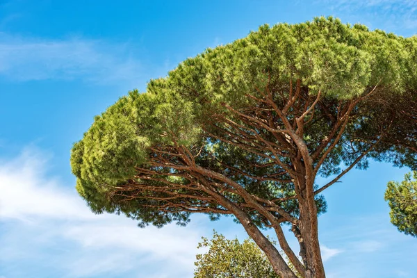 Primer Plano Pino Marítimo Cielo Azul Claro Costa Del Mar — Foto de Stock