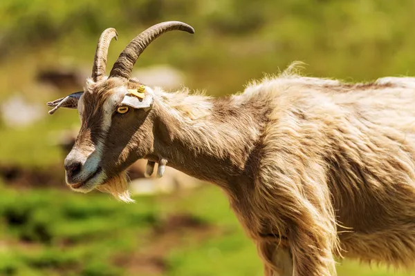 Primer Plano Una Cabra Montaña Marrón Blanca Con Cuernos Los — Foto de Stock