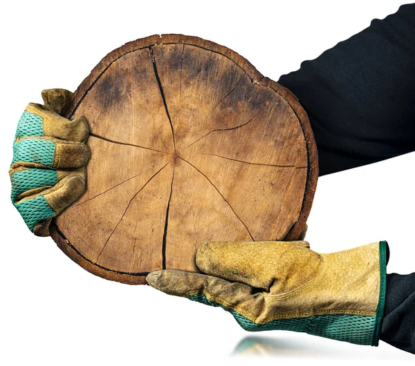 Hands Protective Work Gloves Holding Cross Section Tree Trunk Lumber — Stock Photo, Image