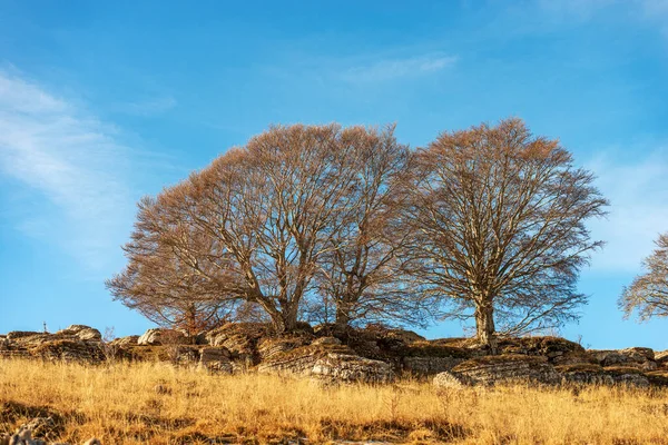 Bare Beech Trees Rock Karst Formations Lessinia Plateau Altopiano Della — Fotografia de Stock