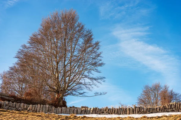 Bare Beech Trees Fence Made Dry Stone Wall Used Delimit — Stockfoto