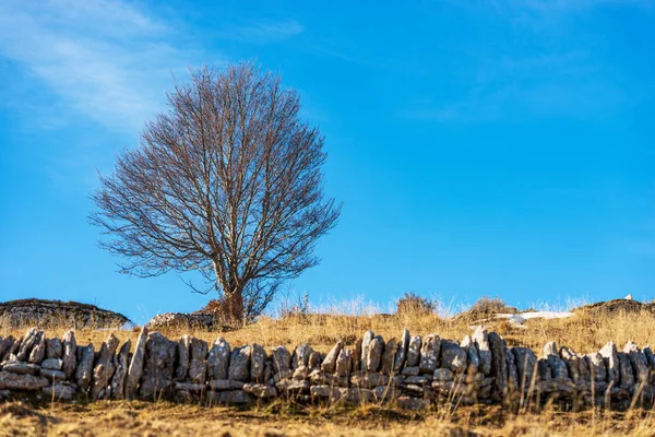 Bare Beech Tree Fence Made Dry Stone Wall Used Delimit — Zdjęcie stockowe