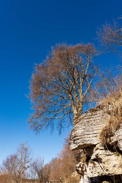 Rock Karst Formations Bare Beech Trees Lessinia Plateau Altopiano Della — Fotografia de Stock