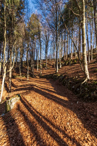 Trekking Footpath Winter Lessinia Plateau Altopiano Della Lessinia Pines Bare — Fotografia de Stock