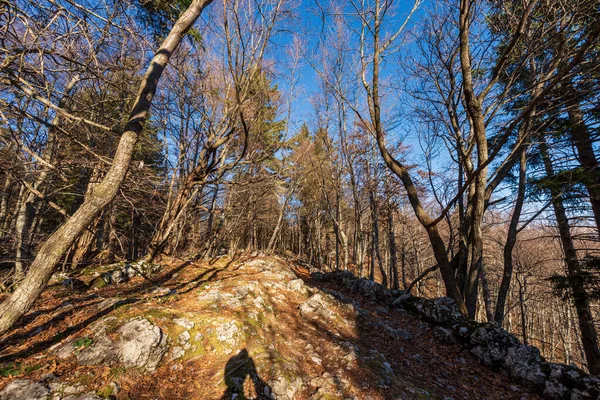 Trekking Footpath Undergrowth Winter Lessinia Plateau Altopiano Della Lessinia Pines — Zdjęcie stockowe