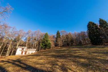 Lessinia Plateau, Regional Natural Park, Bosco Chiesanuova, Verona Eyaleti, Veneto, İtalya, Avrupa. Çayırlık, çıplak kayın ağaçları ve yemyeşil çam ağaçları..