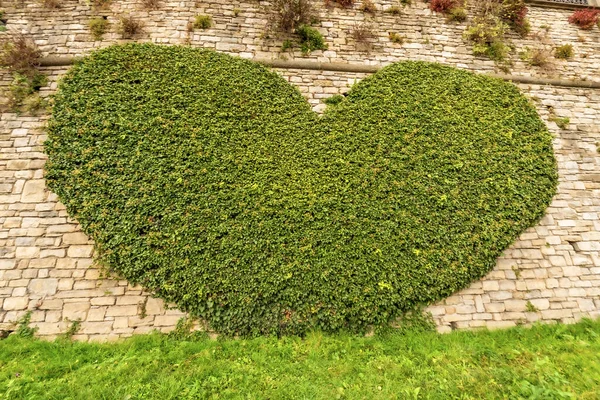 石の壁に心の形をした緑のクリーパー植物のクローズアップ ベルガモのトピカルアート上の町 ロンバルディア州 イタリア ヨーロッパ — ストック写真