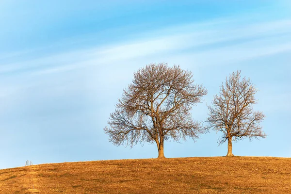 Dos Árboles Desnudos Prado Marrón Invierno Parque Natural Regional Meseta —  Fotos de Stock