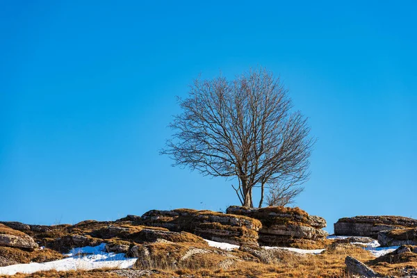 Lessinia Plateau Bölgesel Parkı (Altopiano della Lessinia), Bosco Chiesanuova belediyesi, Verona, Veneto, İtalya, Avrupa.