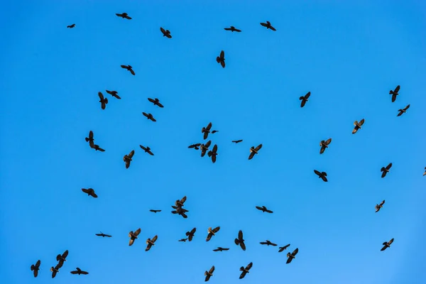 Fekete Varjak Sokasága Repül Kék Tiszta Égen Olasz Alpokban Lessinia — Stock Fotó