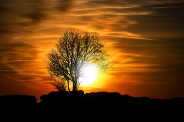 Güneş ışınları ve fotokopi alanının olduğu güzel bir kış günbatımında, yapayalnız bir ağacın siyah silueti..