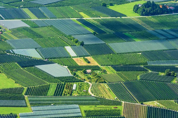 Aerial View Apple Orchards Hail Netting Summer Valsugana Sugana Valley — Stock Photo, Image