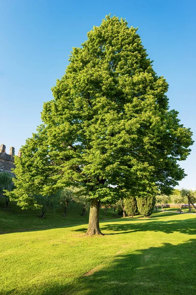 Vackra Stora Gröna Träd Offentlig Park Sommaren Grön Gräsmatta Lazise — Stockfoto