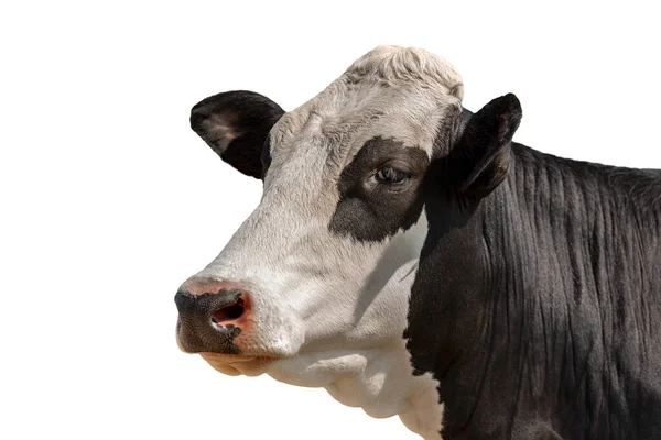 Gros Plan Une Tête Blanche Noire Une Vache Isolée Sur — Photo