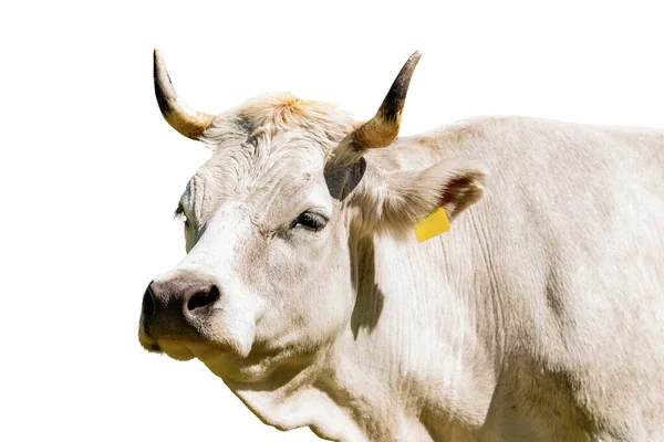 Portrait Une Vache Blanche Génisse Avec Cornes Isolées Sur Fond — Photo