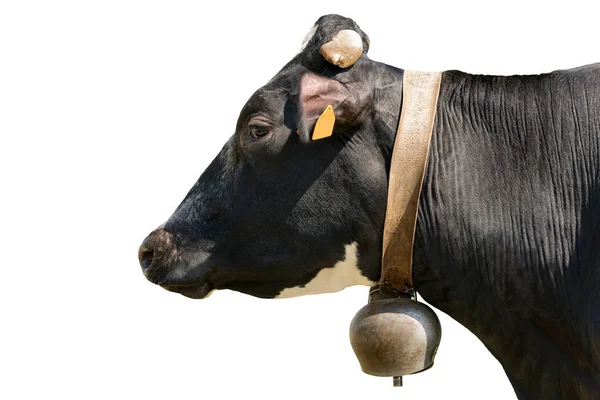 Detailní Záběr Černobílé Hlavy Krávy Jalovice Kravským Zvonkem Izolované Bílém — Stock fotografie