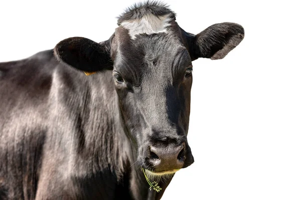 Detailní Záběr Černobílé Hlavy Zvědavé Krávy Izolované Bílém Pozadí Alpy — Stock fotografie