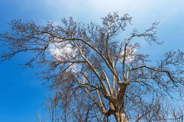 Holý Strom Jaře Detailní Záběr Bezlisté Roviny Proti Jasně Modré — Stock fotografie