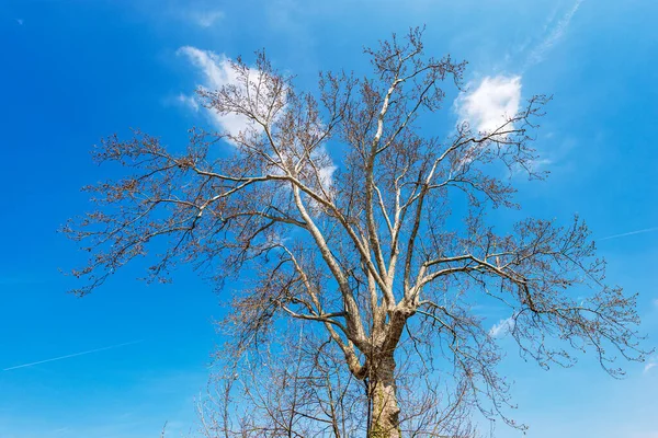 Holý Strom Jaře Detailní Záběr Bezlisté Roviny Proti Jasně Modré — Stock fotografie