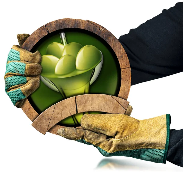 緑のオリーブ エキストラバージンオリーブオイル コピースペースと木製のサインを保持保護作業手袋を持つ農家 白い背景に反射して隔離された — ストック写真