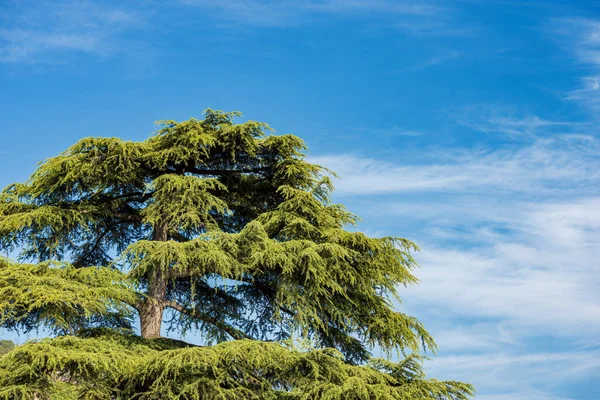 Close High Section Green Pine Tree Clear Blue Sky Clouds — Stock Photo, Image