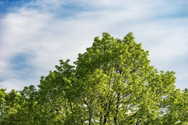 Closeup of high section of a sunny green deciduous tree in springtime against a blue sky with clouds and copy space.