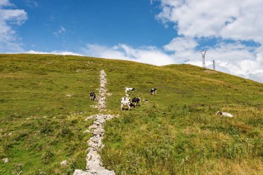 İtalyan Alpleri 'ndeki bir dağ otlağındaki küçük inek sürüsü, Monte Baldo Dağı, Naole Sırtı. Garda Gölü ile Adige Vadisi arasındaki dağ sırası. Verona ili, Veneto, İtalya, Avrupa.