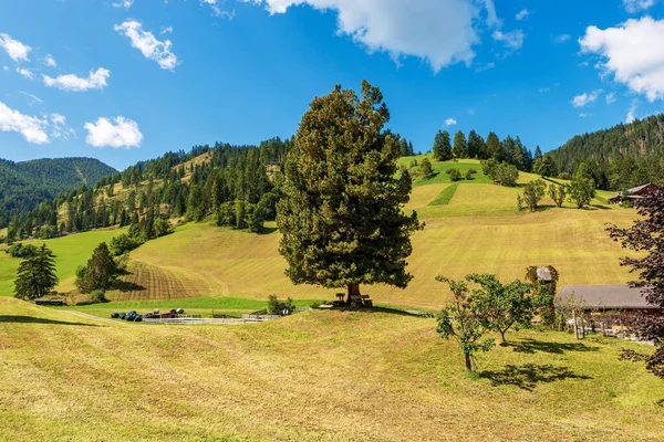 Prados Verdes Pinheiros Alpes Italianos Braies Prags Valley Val Braies — Fotografia de Stock