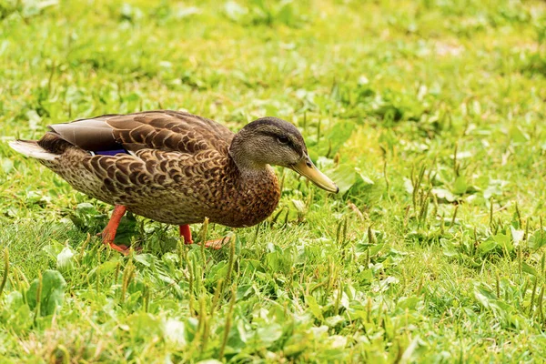 Close Female Mallard Duck Anas Platyrhynchos Standing Green Meadow Italy — Stock Fotó
