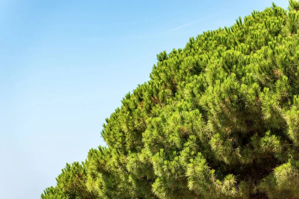 Extreme Close Green Maritime Pine Clear Blue Sky Coast Mediterranean — стокове фото