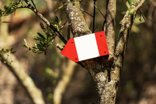 Збільшення Червоно Білого Знака Копіювальним Простором Звисає Оливковому Дереві Стежка — стокове фото