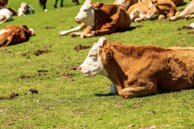 Herd of brown and white dairy cows in a mountain pasture, green meadow, side view, Alps, Austria, south Europe.