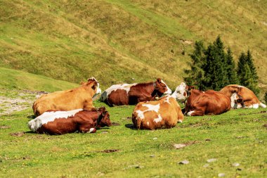 Herd of brown and white dairy cows in a mountain pasture, green meadow and valley with pine trees, Alps, Austria, south Europe.