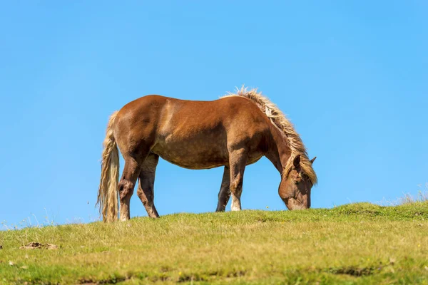 Brown Horse Mountain Pasture Clear Blue Sky Side View Green — Foto de Stock