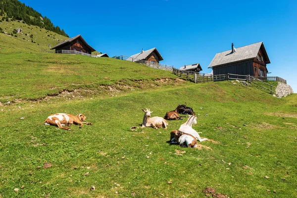 Alpine Mountain Chalets Group Goats Resting Green Meadow Italy Austria — Stockfoto