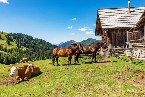 Herd Brown White Dairy Cows Horses Mountain Pasture Italy Austria — Stock Fotó