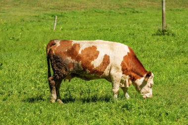 Brown and white dairy cow in a mountain pasture, green meadow, side view, Alps, Slovenia, south Europe.