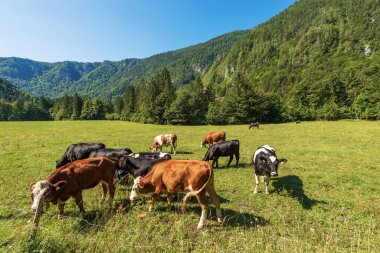 Herd of brown, white and black dairy cows in a mountain pasture, green meadow and valley with pine forest, Julian Alps, Triglav National Park, Gorenjska, Slovenia, Europe.