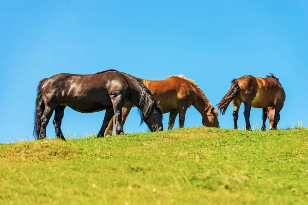 Herd Brown Horses Mountain Pasture Clear Blue Sky Side View — Foto de Stock