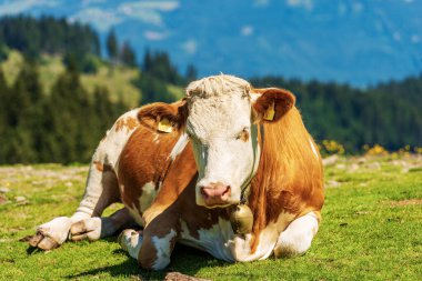 Brown and white dairy cow with cowbell on a mountain pasture, looking at camera, green meadow, front view, Carnic Alps and Julian Alps, Austria, central Europe.