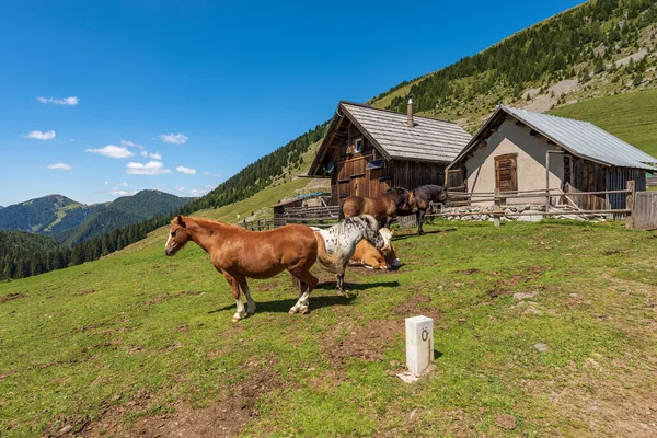 Herd Brown White Horses Dairy Cow Mountain Pasture Italy Austria — Stockfoto