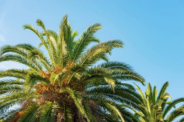 Close-up of a date palm trees with orange fruits and green leaves against a clear blue sky and copy space. La Spezia, Liguria, Italy, southern Europe.