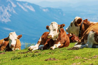 Herd of brown and white dairy cows with cowbell on a mountain pasture, green meadow and valley. Carnic Alps, Austria, Feistritz an der Gail municipality, Carinthia, central Europe.