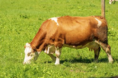 Brown and white dairy cow in a mountain pasture, green meadow, side view, Julian Alps, Triglav National Park, Gorenjska, Slovenia, central Europe.
