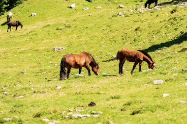 Herd of brown horses in a mountain pasture, green meadow. Feistritz an der Gail municipality, Carinthia, Carnic Alps, Italy-Austria border, central Europe.